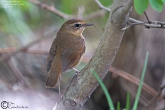 Siberian Rubythroat