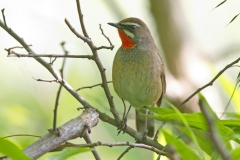 Siberian Rubythroat