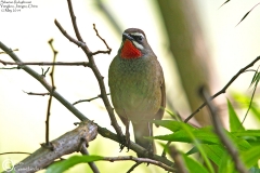 Siberian Rubythroat