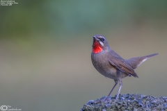 Siberian Rubythroat