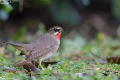 Siberian Rubythroat