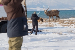 Sika Deer at Notsuke Peninsula, Hokkaido