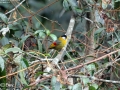 Silver-eared Mesia