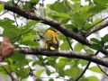 Slender-billed Oriole