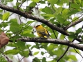 Slender-billed Oriole