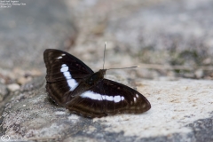 Athyma zeroca