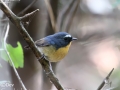 Snowy-browed Flycatcher