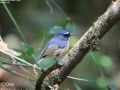Snowy-browed Flycatcher