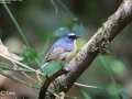 Snowy-browed Flycatcher