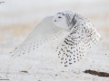 Snowy Owl