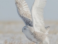 Snowy Owl