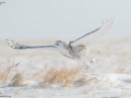Snowy Owl