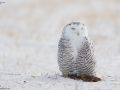 Snowy Owl