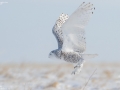 Snowy Owl