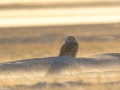 Snowy Owl