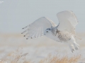 Snowy Owl
