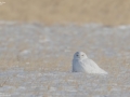 Snowy Owl