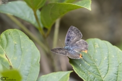 Long-banded Silverline