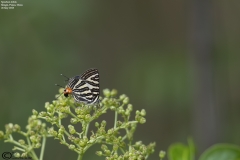 Long-banded Silverline