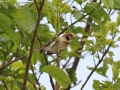 Spot-breasted Parrotbill