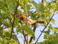 Spot-breasted Parrotbill