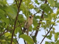 Spot-breasted Parrotbill