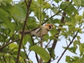 Spot-breasted Parrotbill