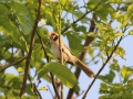 Spot-breasted Parrotbill