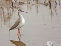 Spotted Redshank
