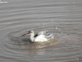 Spotted Redshank