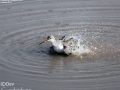 Spotted Redshank
