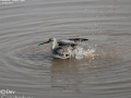 Spotted Redshank