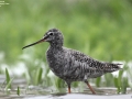 Spotted Redshank