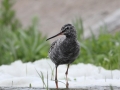Spotted Redshank