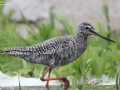 Spotted Redshank