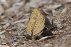 Stichophthalma howqua