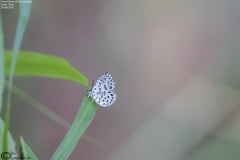 Taraka hamada