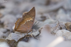 Charaxes bernardus