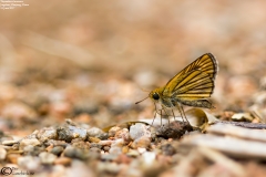 Thymelicus leoninus