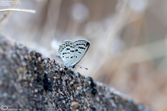 Tongeia filicaudis