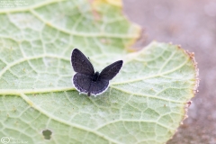 Tongeia filicaudis