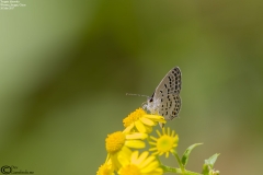 Tongeia filicaudis