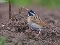 Tristram's Bunting