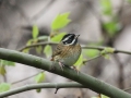 Tristram's Bunting
