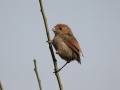 Vinous-throated Parrotbill