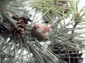 Vinous-throated Parrotbill