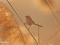 Vinous-throated Parrotbill