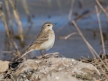Water Pipit