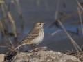 Water Pipit