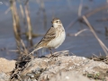 Water Pipit